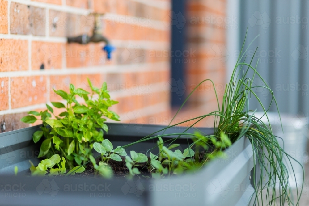 veggies growing in small garden box by back door of home - Australian Stock Image
