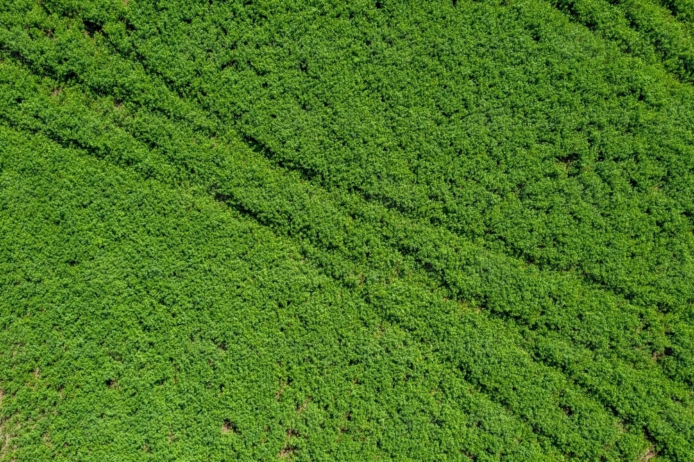 Vehicle tracks in grass field - Australian Stock Image