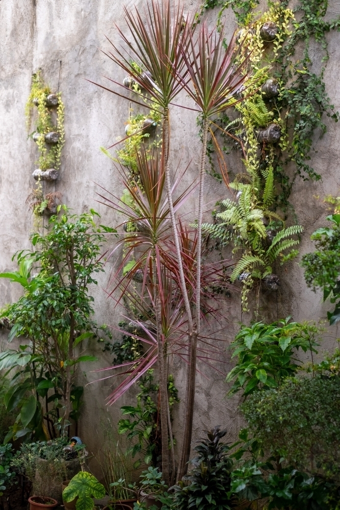 vertical garden with tropical plants - Australian Stock Image