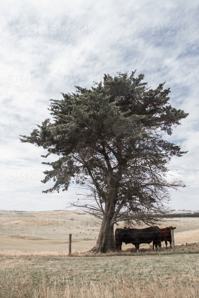 Vertical image of cows sheltering under tree with paddocks in background - Australian Stock Image