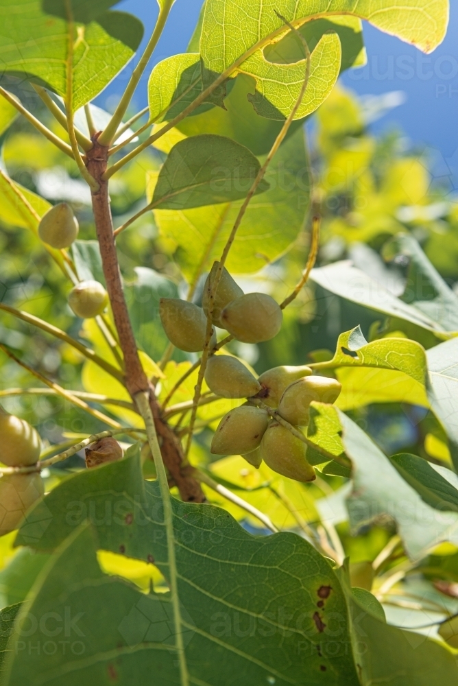 Vertical image of Kakadu Plums - Australian Stock Image
