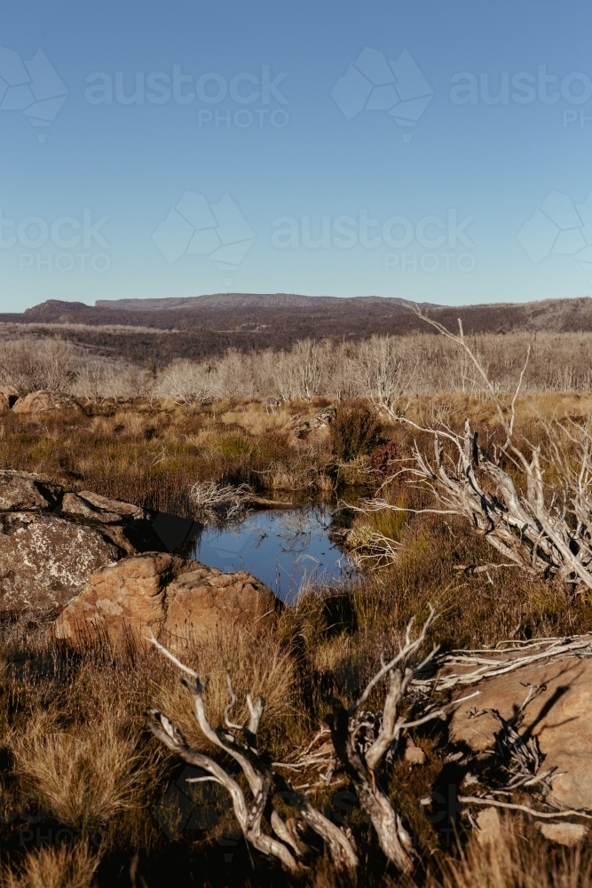 Vertical landscape view of tasmanian vegetation - Australian Stock Image