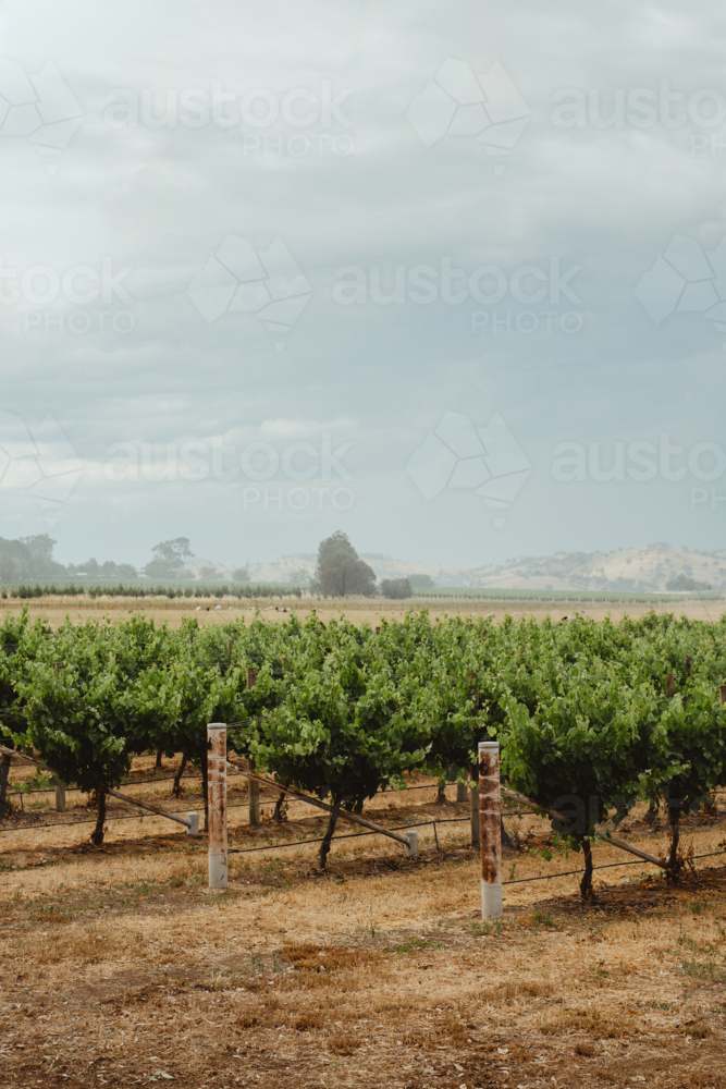 vertical orientation of a rural Mudgee winery landscape - Australian Stock Image