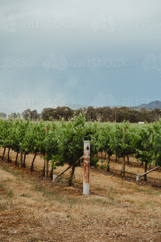 vertical orientation of a rural Mudgee winery landscape - Australian Stock Image