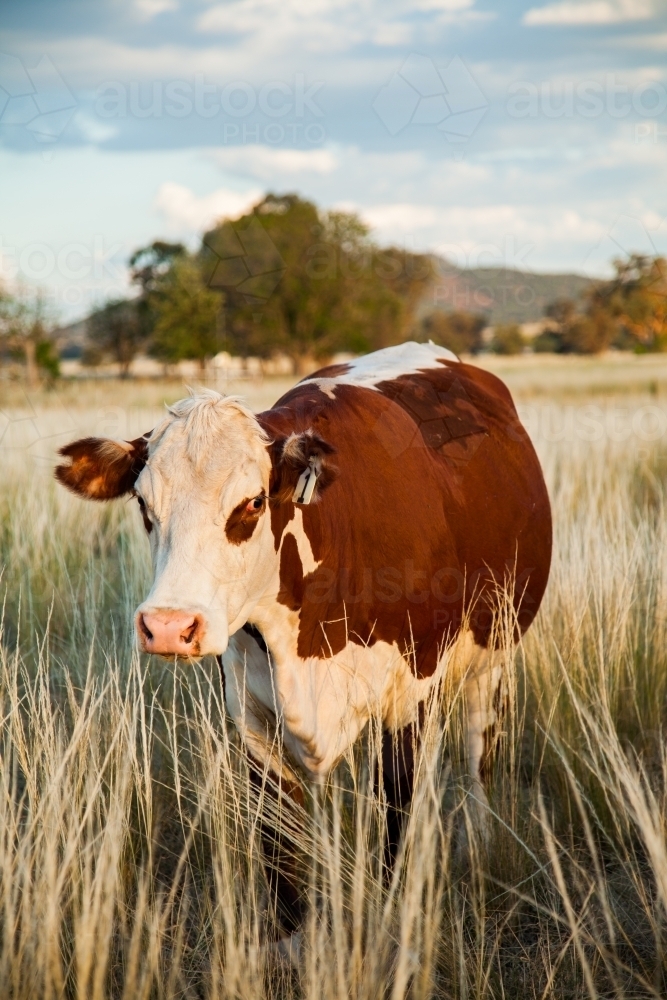 Vertical photo of breeding beef cow in long grass at farm paddock - Australian Stock Image