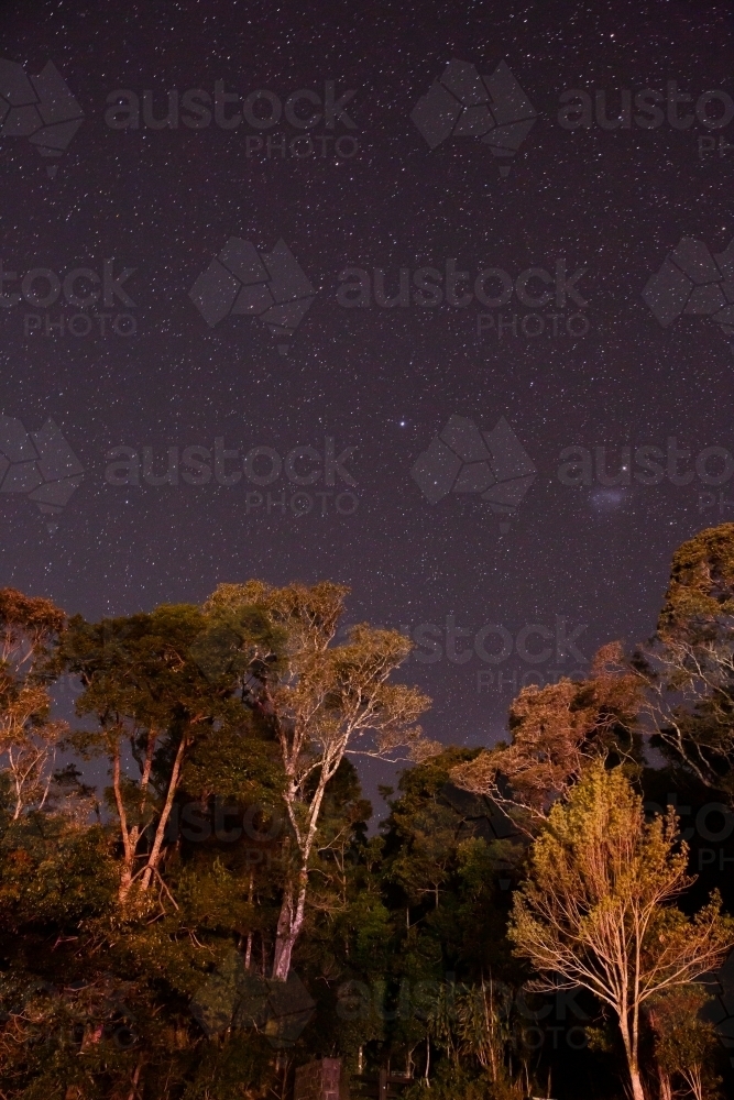 Image of vertical photo of night sky stars with gum trees in the ...