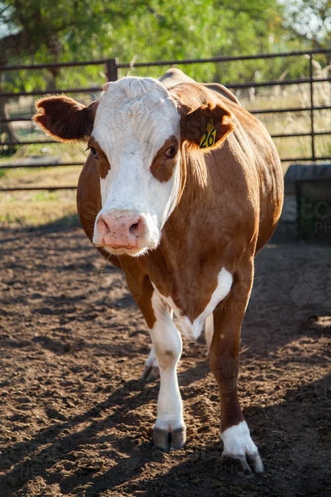 Vertical portrait of cow in stockyards on farm in morning - Australian Stock Image