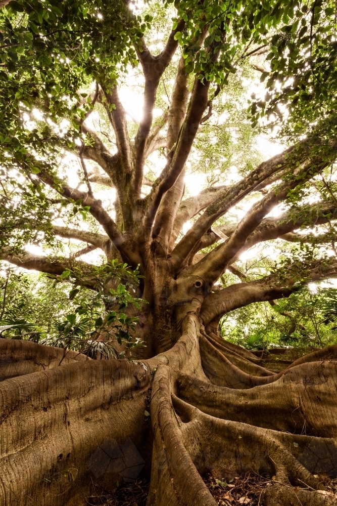 Vertical shot of a big tree with green leaves big roots and branches on a sunny day with white skies - Australian Stock Image