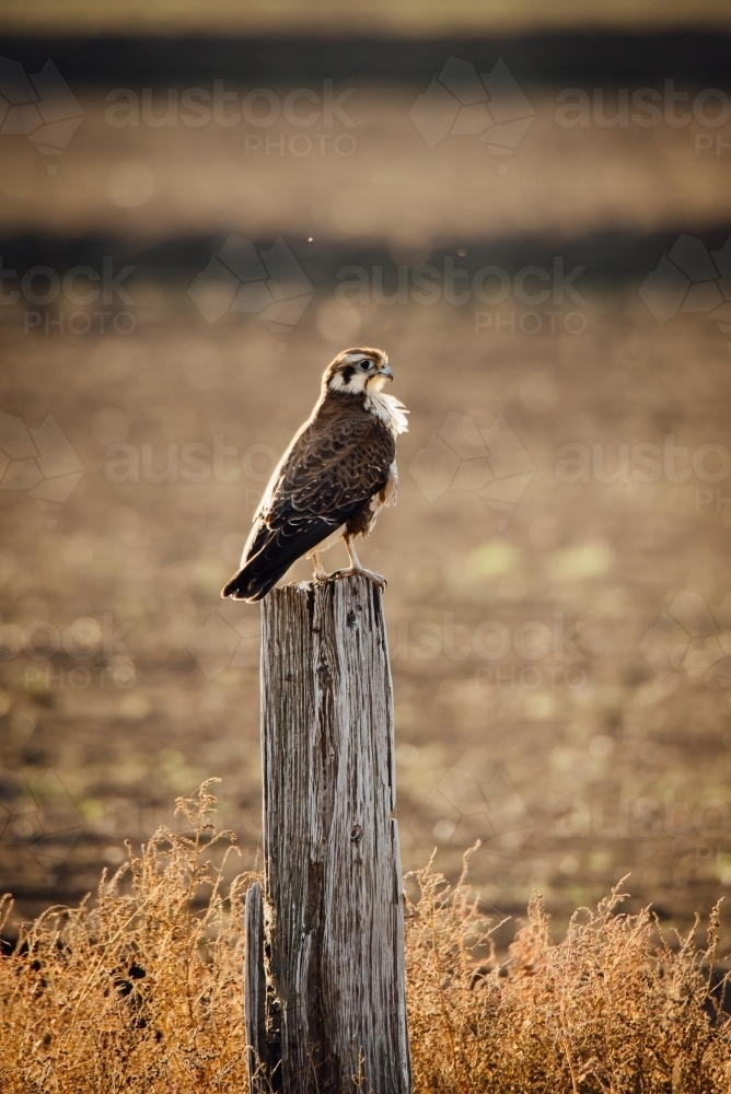 Vertical shot of a bird of prey sitting on a old post - Australian Stock Image