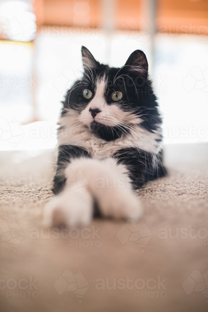Vertical shot of a black and white cat sitting on the carpet - Australian Stock Image
