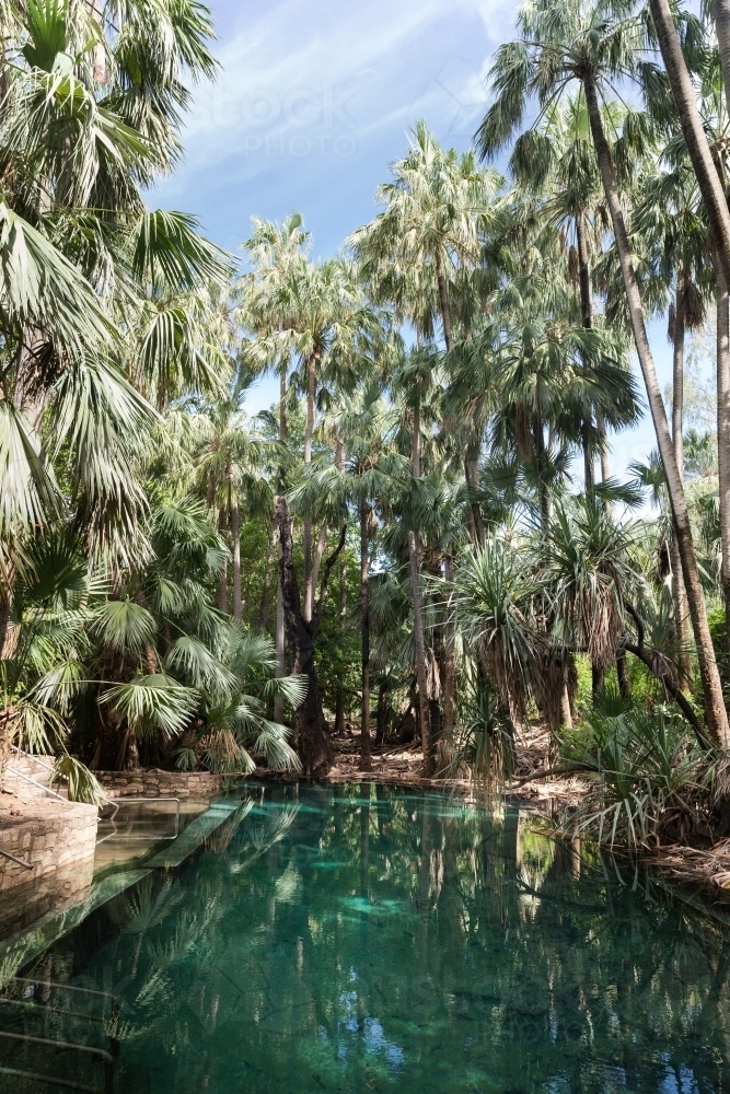 Vertical shot of a blue green spring  water surrounded with tall trees and green plants - Australian Stock Image
