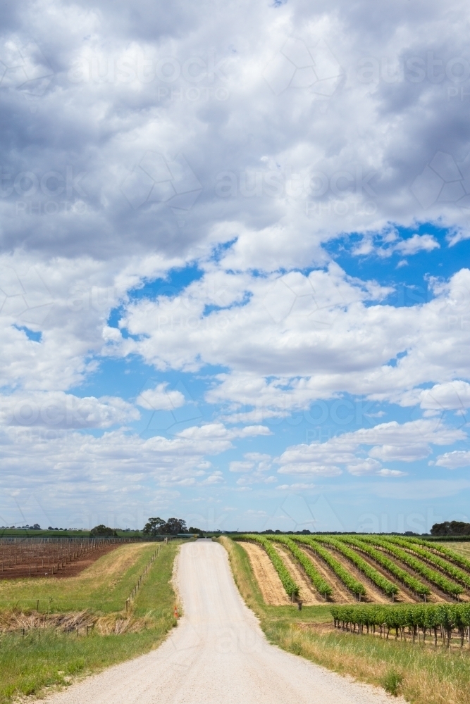 Vertical shot of a dirt road running through vineyards - Australian Stock Image