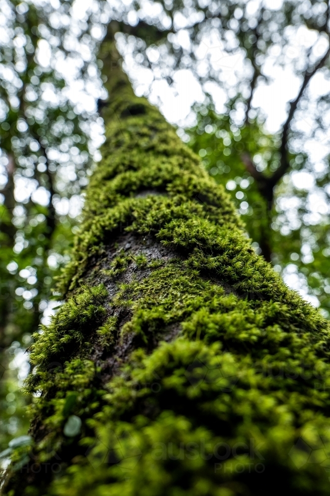 Vertical shot of a green tall trunk - Australian Stock Image