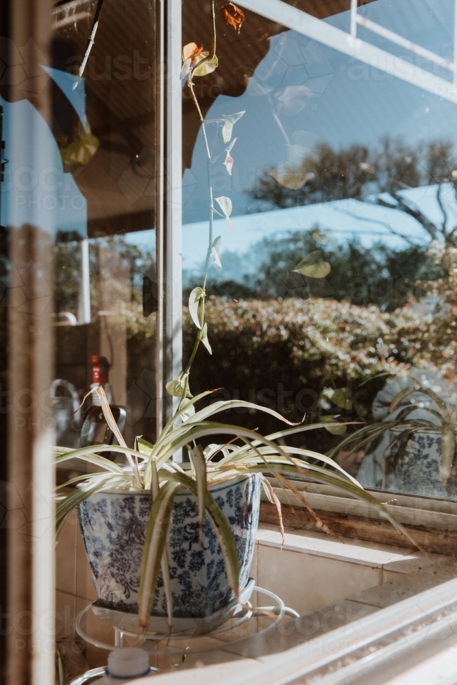 Vertical shot of a house plant near a glass window - Australian Stock Image