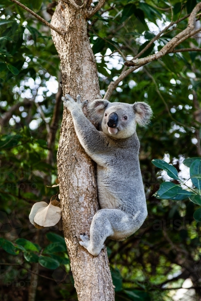 vertical shot of a koala climbing a tree looking at the camera with leaves in the background - Australian Stock Image