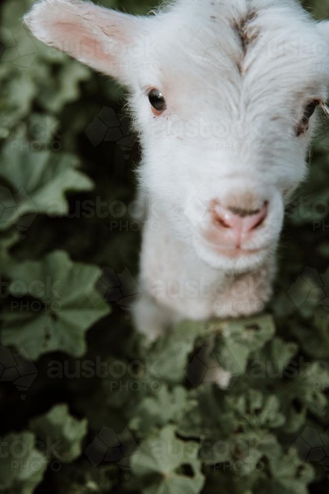 Vertical shot of a little lamb walking in marshmallow weed - Australian Stock Image