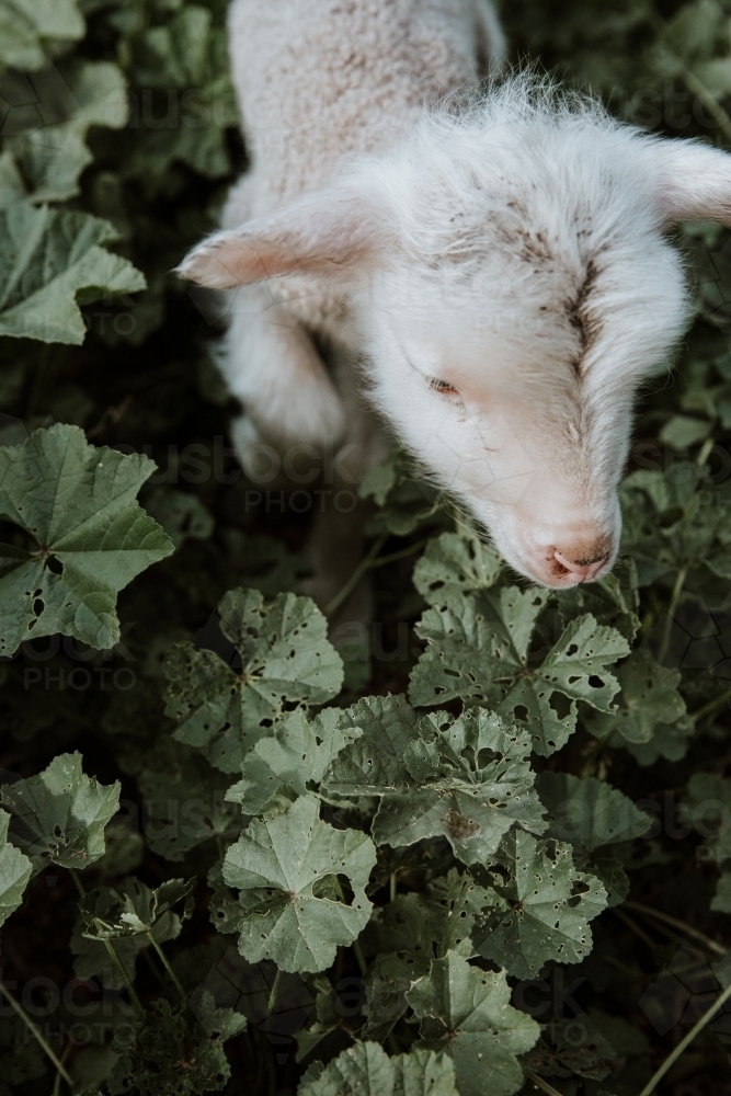 Vertical shot of a little lamb walking in marshmallow weed - Australian Stock Image