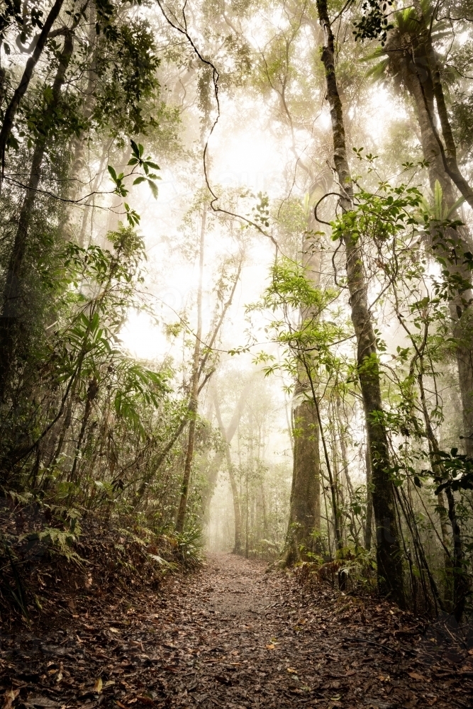 Vertical shot of a misty day with pathway leading into rainforest - Australian Stock Image