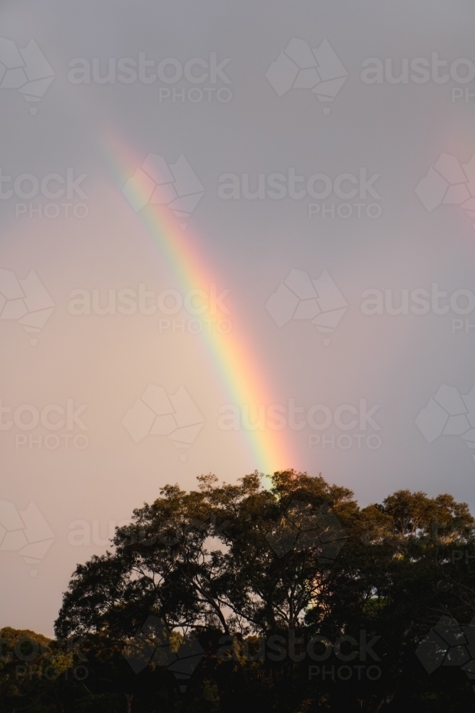 Vertical shot of a rainbow over a tree - Australian Stock Image