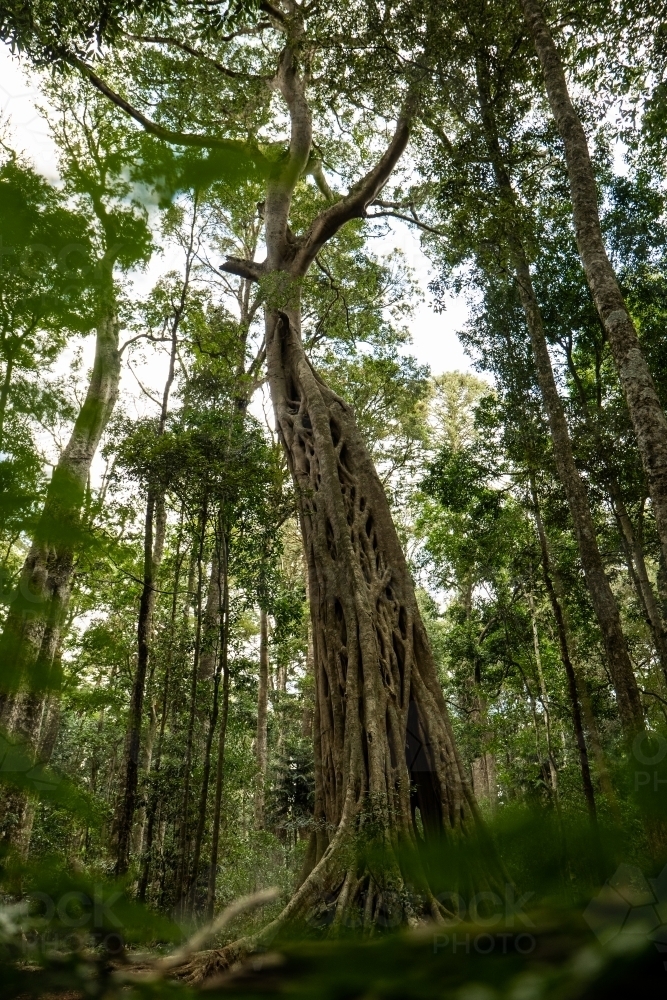 vertical shot of a rainforest tree - Australian Stock Image