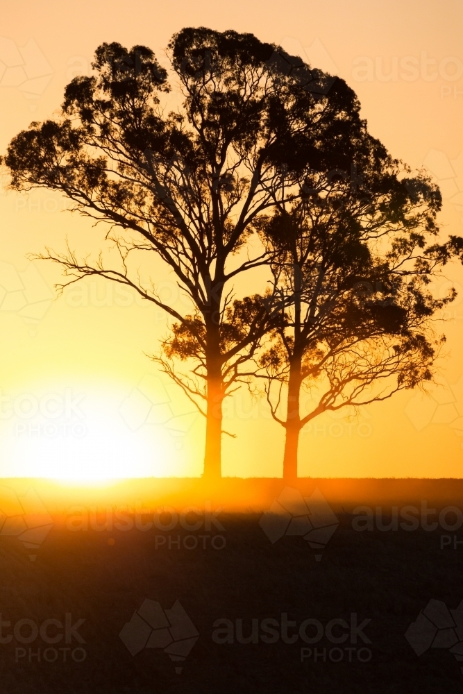 vertical shot of a silhouette of two trees with a sunset in the background - Australian Stock Image