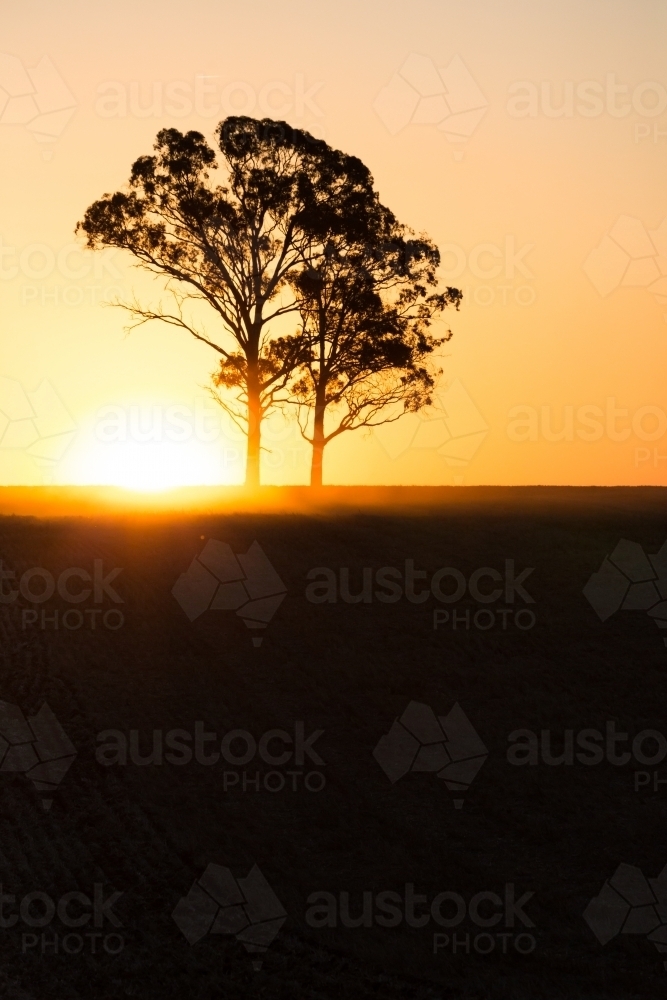vertical shot of a silhouette of two trees with a sunset in the background - Australian Stock Image