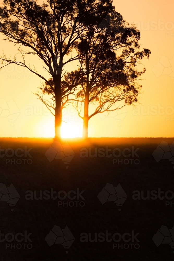vertical shot of a silhouette of two trees with a sunset in the background - Australian Stock Image