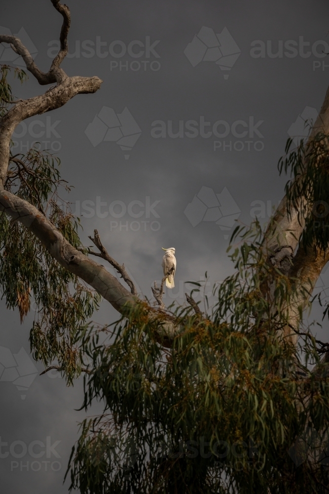 Vertical shot of a white cockatoo standing on top pf a twig on a cloudy day with gray skies - Australian Stock Image