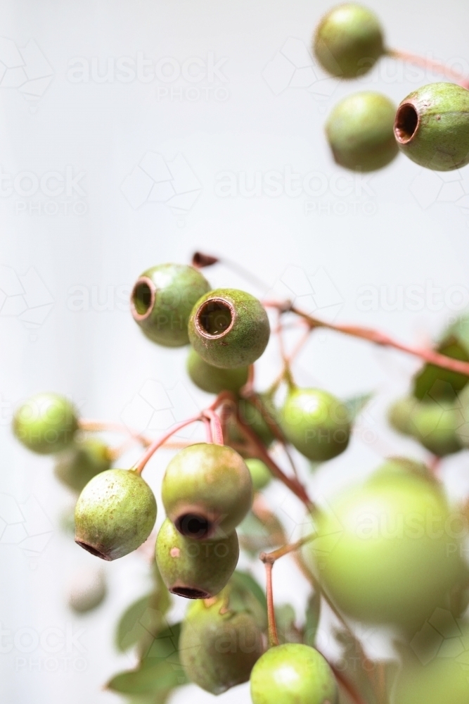 Vertical shot of Australian Gum Nuts - Australian Stock Image