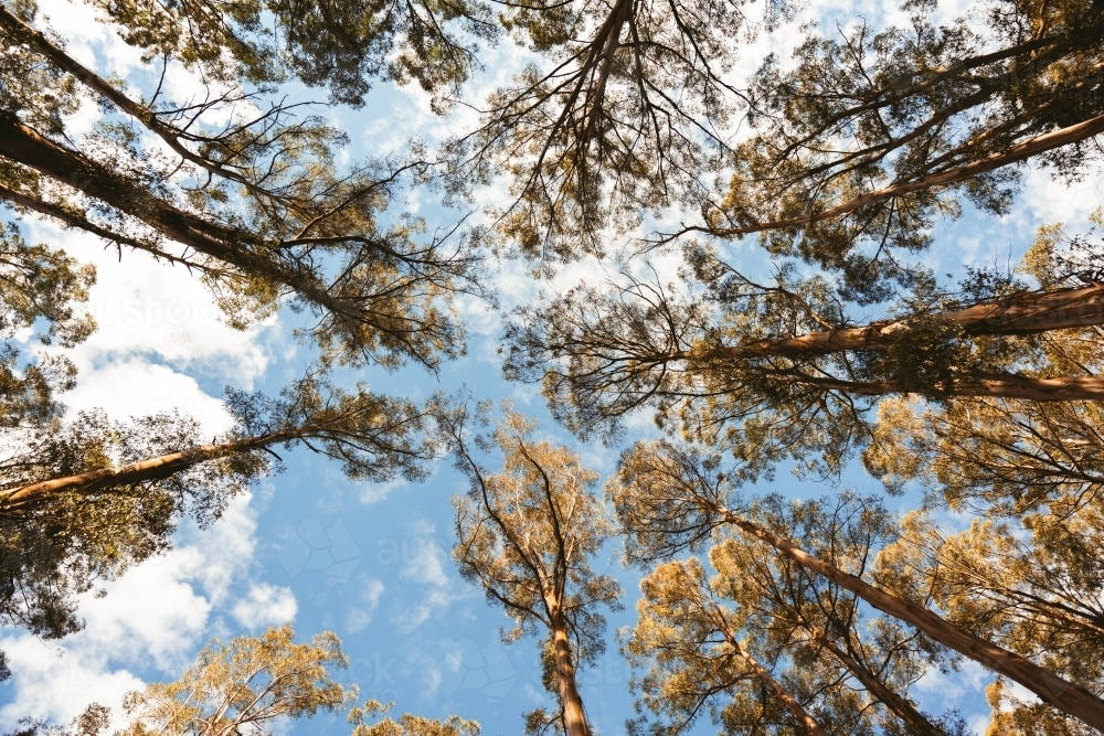 Vertical shot of bush canopy - Australian Stock Image