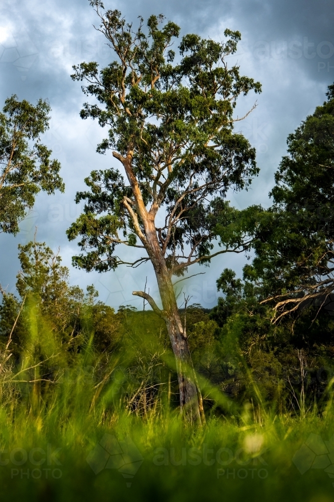 Vertical shot of green grass and trees background - Australian Stock Image