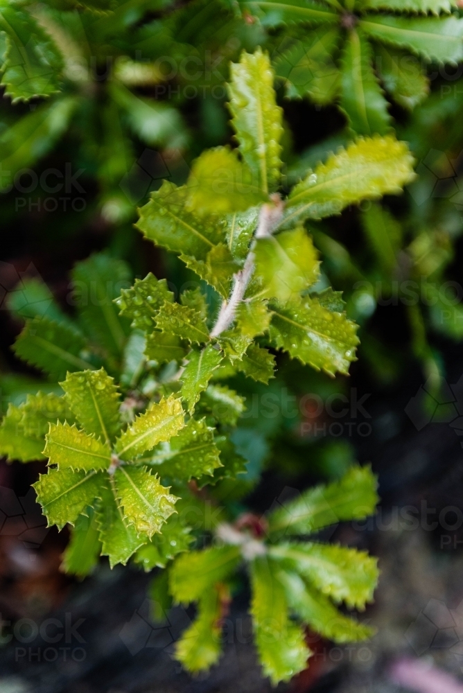 Vertical shot of green leaves - Australian Stock Image
