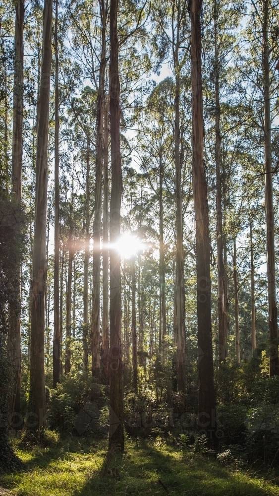 Vertical shot of green trees in the forest on a sunny day - Australian Stock Image