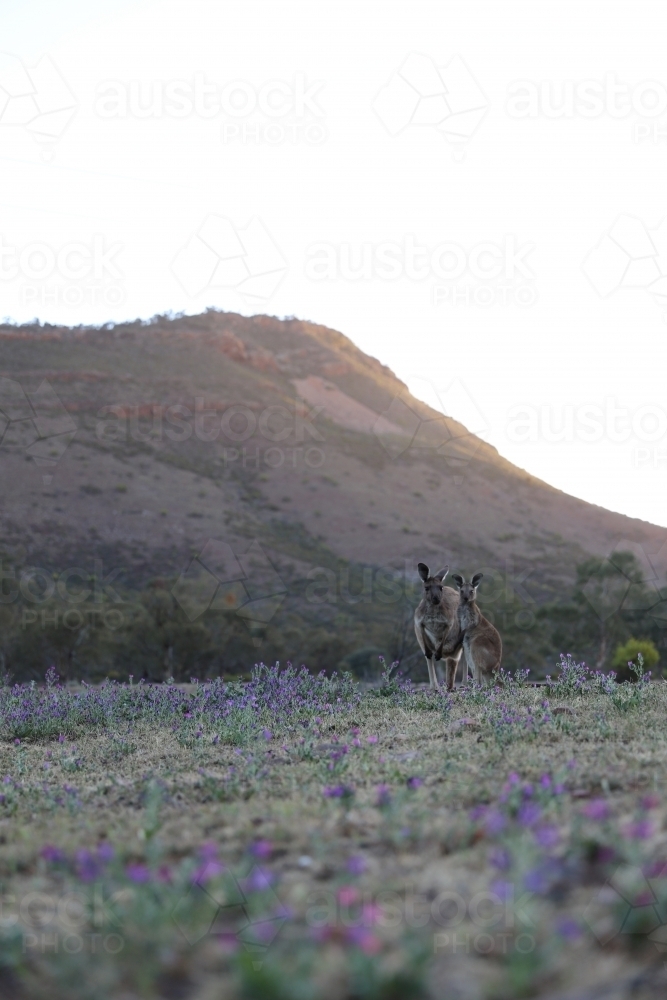 Kangaroos on a lavender field - Australian Stock Image