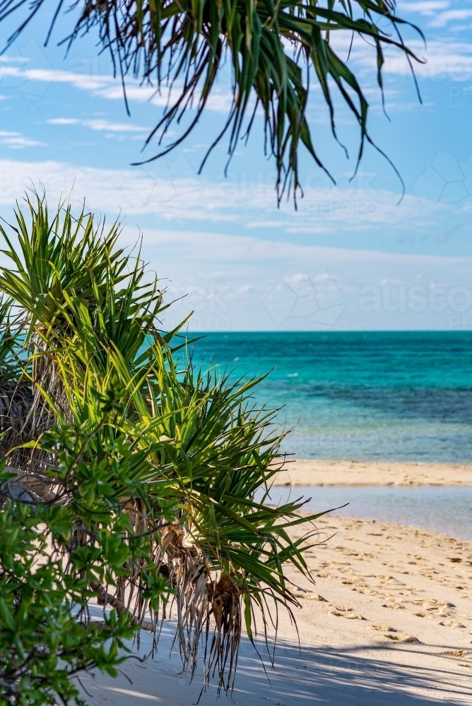 Vertical shot of palm leaves at shoreline - Australian Stock Image