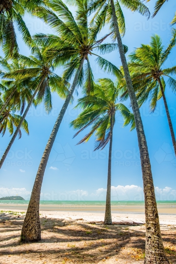 Vertical shot of palm leaves at shoreline on a sunny day - Australian Stock Image