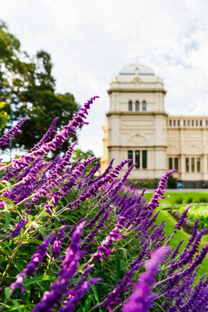 Vertical shot of purple plants with the background of a museum - Australian Stock Image