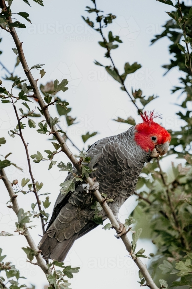 Vertical shot of red headed gray parrot resting on a tree branch - Australian Stock Image