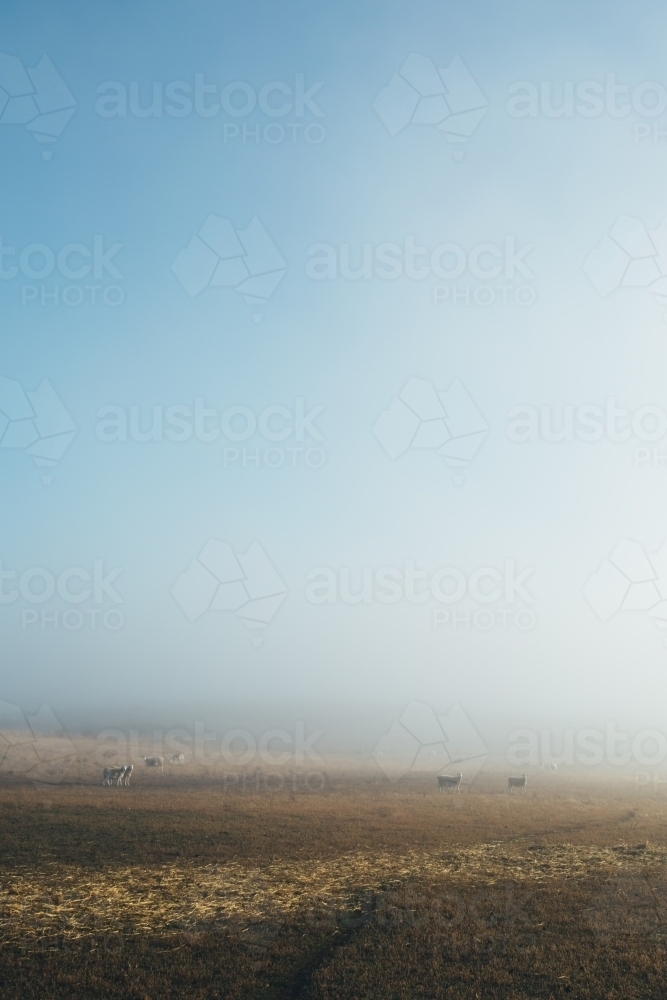 Vertical shot of sheep standing in the distance in a paddock - Australian Stock Image