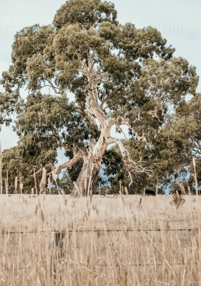 Vertical shot of trees in the grass field - Australian Stock Image