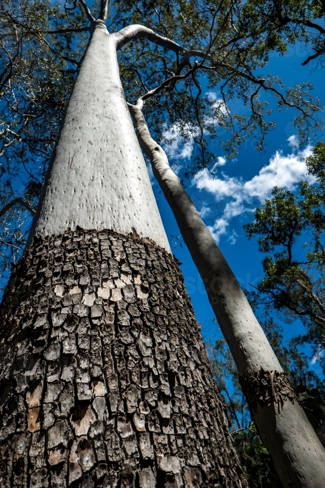 Vertical shot of two tall trees on a cloudy blue sky - Australian Stock Image
