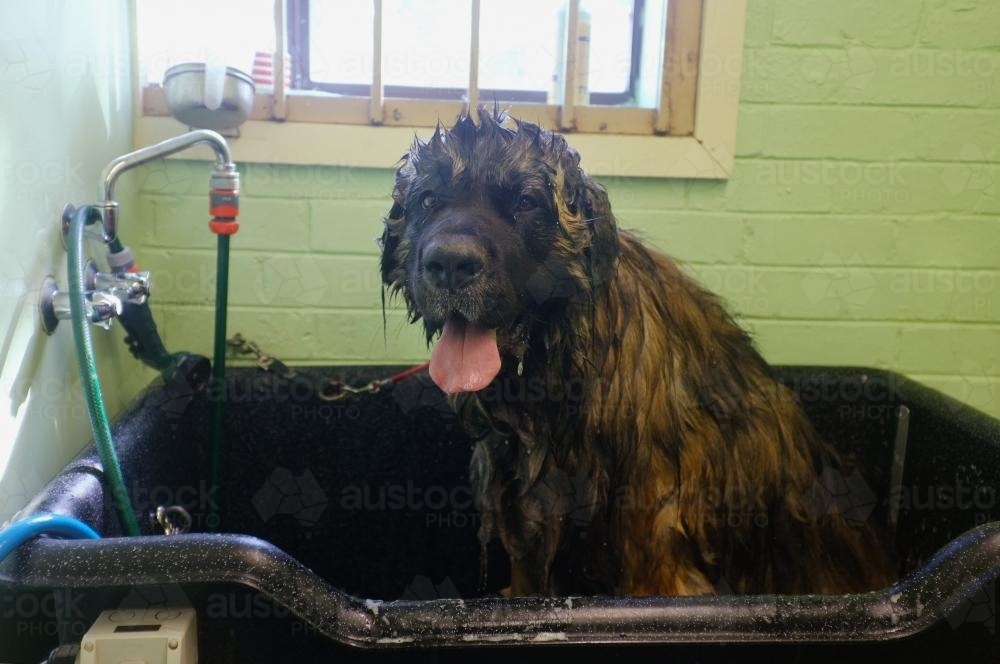 Very big dog in bath - Australian Stock Image
