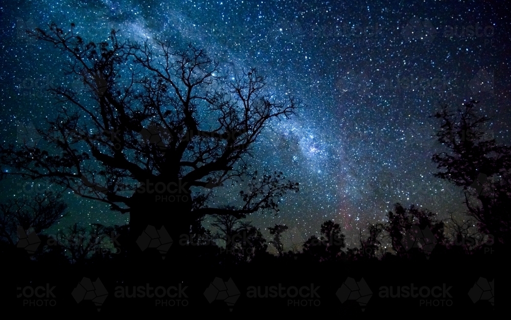 Very large Boab Tree silhouetted against night sky with Milky Way - Australian Stock Image