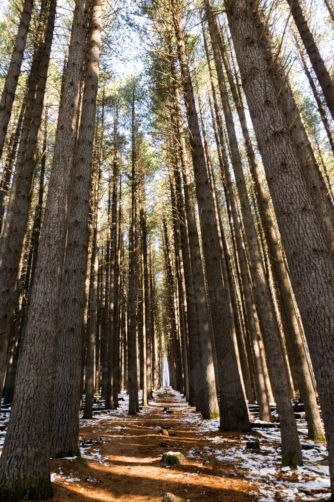 Very tall pine tress in the forest on a sunny day with shadow and sunlight - Australian Stock Image