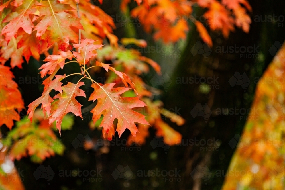 Vibrant autumn leaves on tree after rain - Australian Stock Image