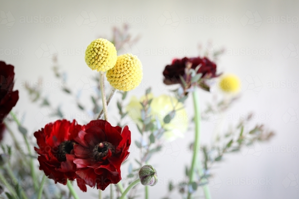 Vibrant bunch of flowers on white background featuring Billy Buttons and red Ranunculus - Australian Stock Image