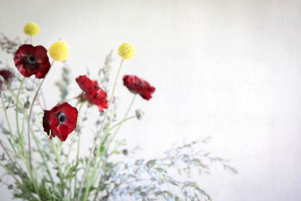 Vibrant bunch of flowers on white background featuring Billy Buttons and red Rununculas - Australian Stock Image