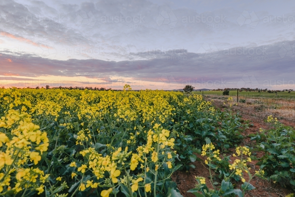 Vibrant canola field in full bloom at sunset - Australian Stock Image