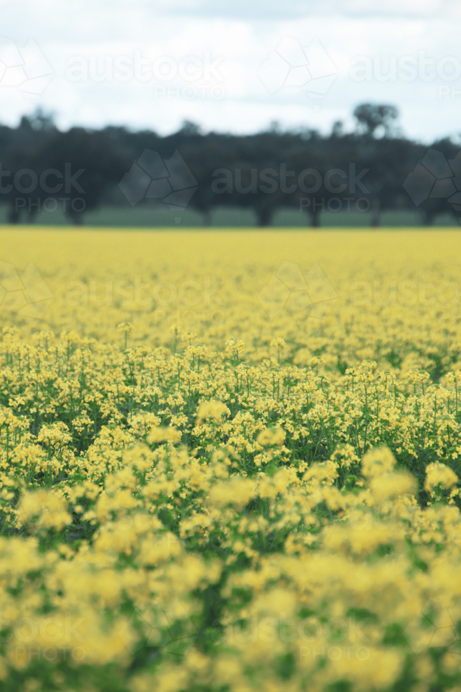 Vibrant canola field in full bloom - Australian Stock Image
