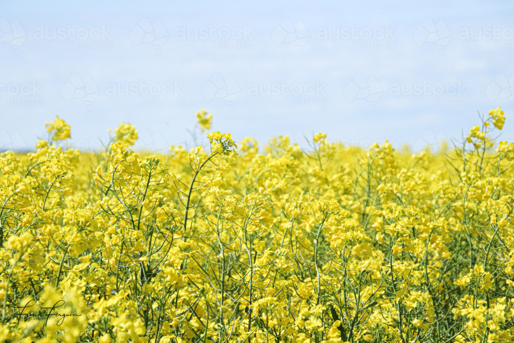 Vibrant canola field in full bloom - Australian Stock Image